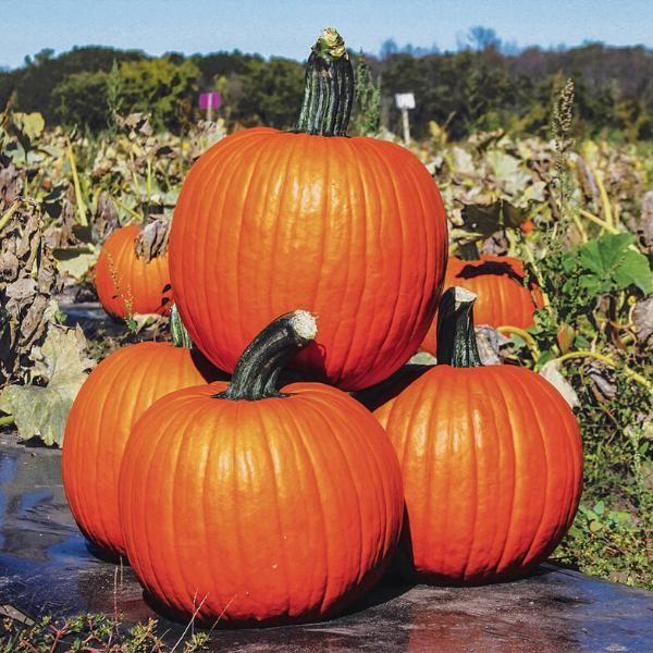 kratospumpkin kratospumpkin image 17941 kratos 24